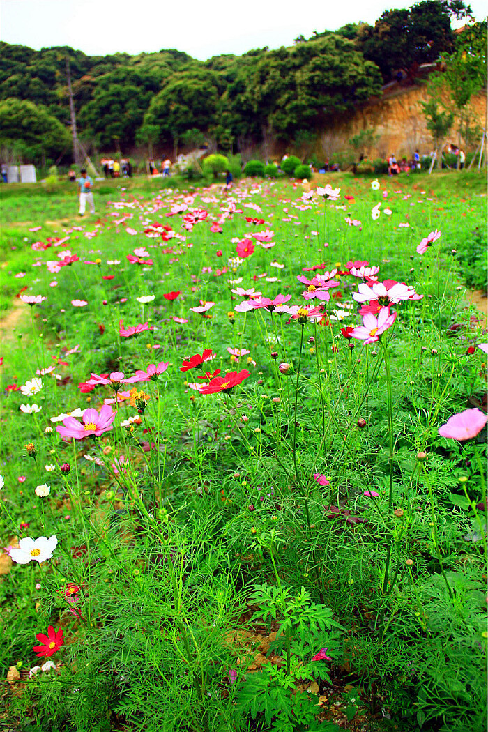 清溪大王山罗坑水库景区"花海世界"雏形初现,"花海"内十几种鲜艳的