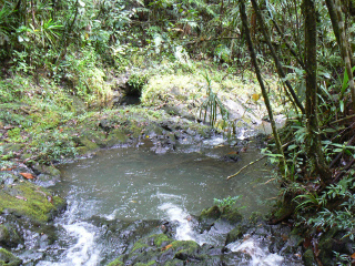 考罗苏瓦雨林公园