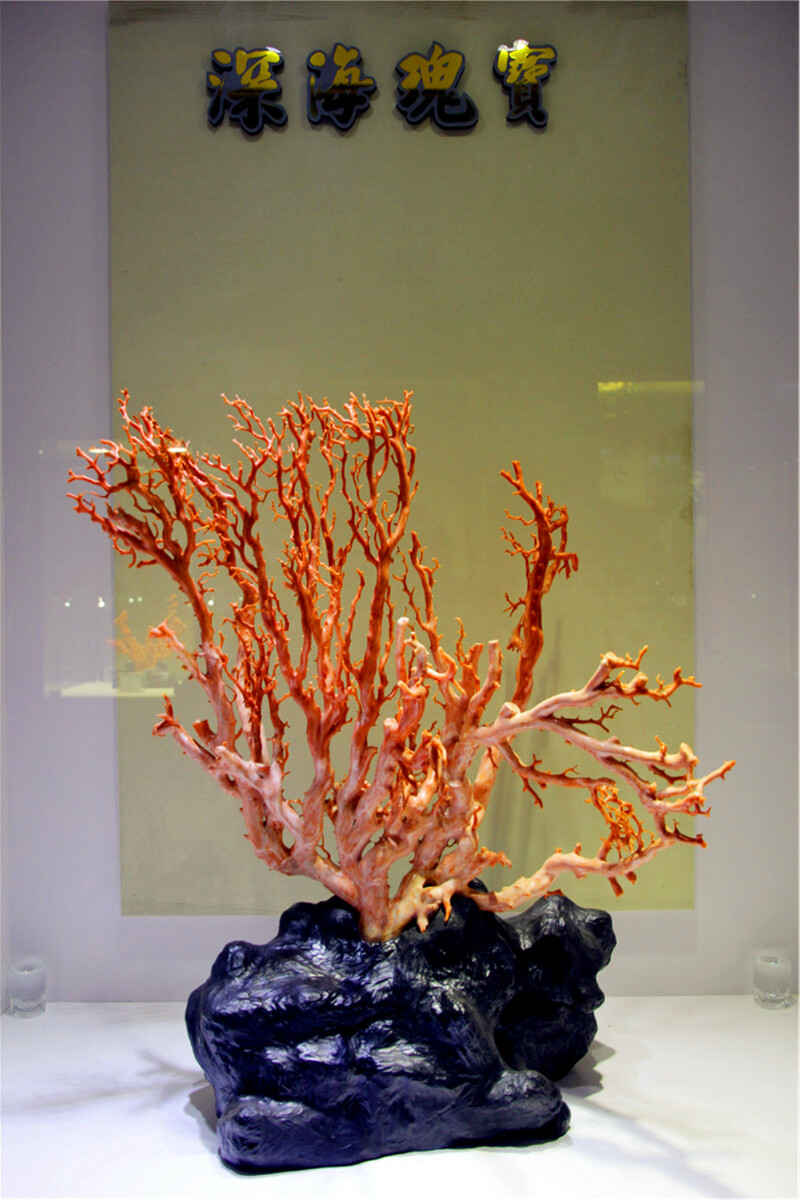 绮丽的珊瑚
