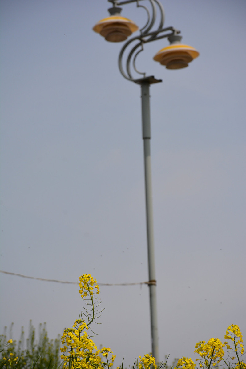 【安徽界首油菜花半日游】在家乡,抓住那油菜花的尾巴