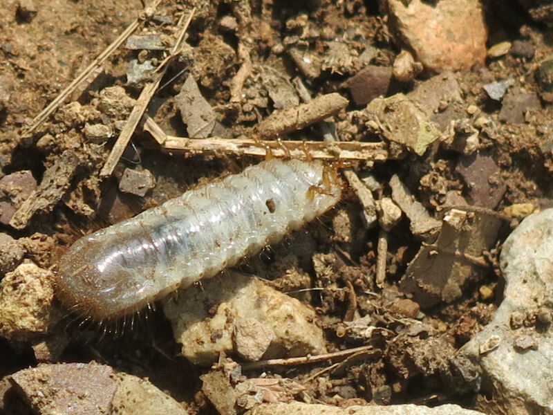 这白色的虫子,是不是像天龙八部中的冰蚕?