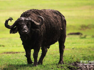 克鲁格国家公园