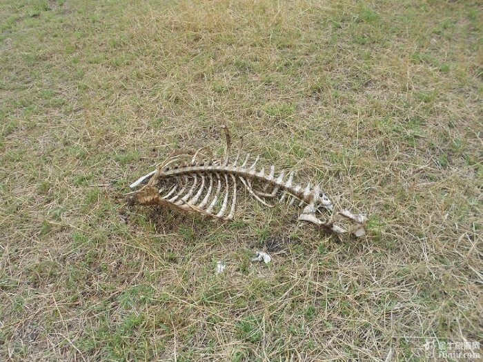 动物的遗骸.