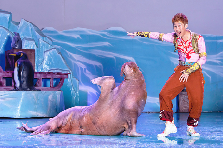 2大王牌:海底通道·南极企鹅岛 3大表演:海豚湾之恋·功夫海象·白鲸