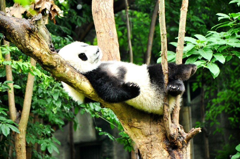 与大熊猫儿零距离接触