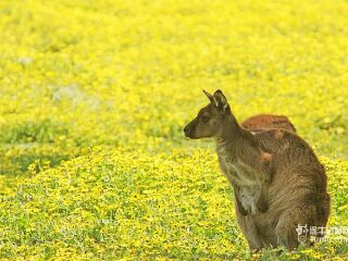 袋鼠岛