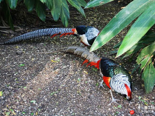 卡塞拉飞鸟公园