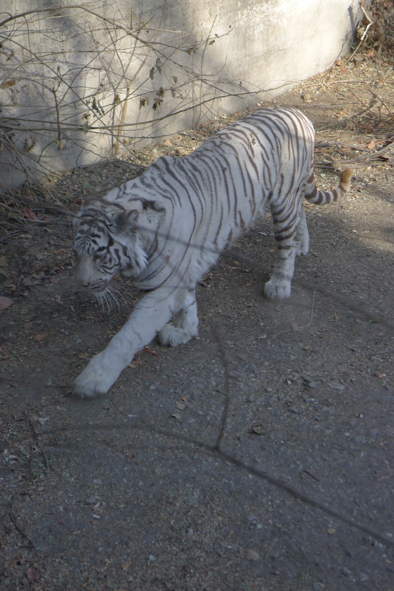 北京动物园之两栖动物爬行馆