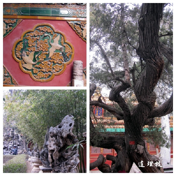 连理枝. 最喜欢这棵连理枝了,很多人都在拍照.