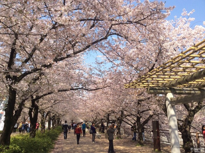 四月樱花国之行