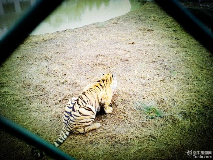 【黄山虎林园旅游攻略】明知山有虎,偏向虎山行!【没见