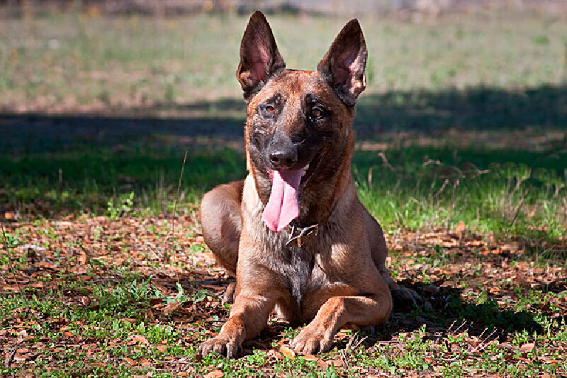 比利时特弗伦犬_比利时特弗伦犬介绍_比利时特弗伦犬简介