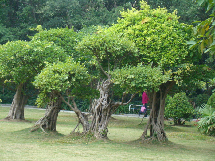 常绿大树,常绿阔叶树,大树_大山谷图库