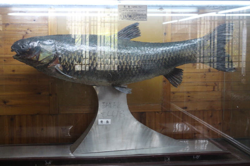 是一个小型的展览馆,里面成列各种渔民的捕捞工具和鱼的标本.