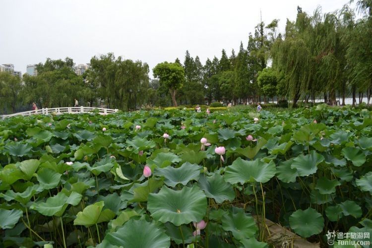 早有蜻蜓立上頭;荷葉羅裙一色裁,芙蓉向臉兩邊開;【莫愁湖公園門票】