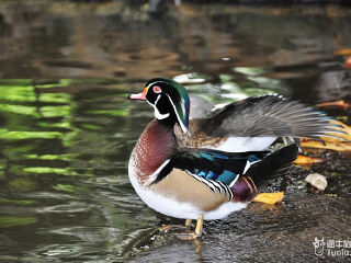 卡塞拉飞鸟公园