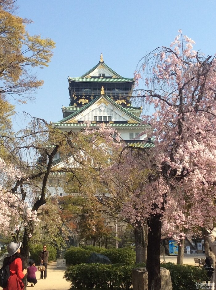 四月樱花国之行