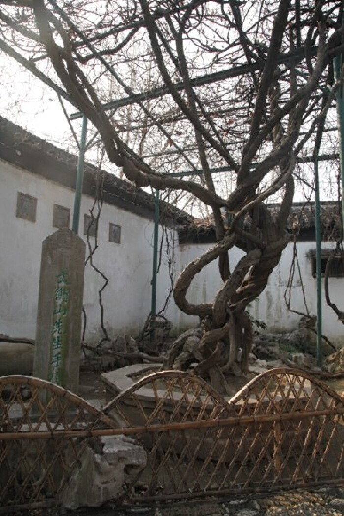 文徵明亲手植的紫藤.