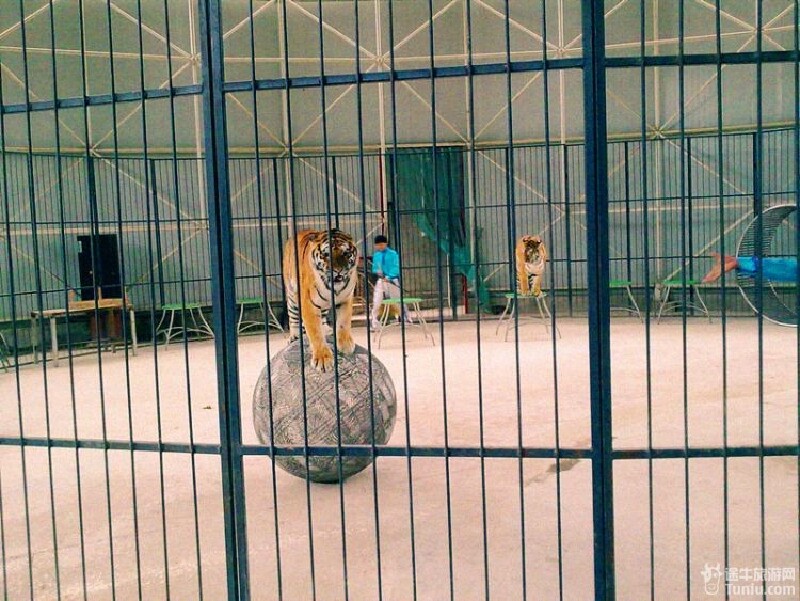 黄山虎林园旅游攻略明知山有虎偏向虎山行没见