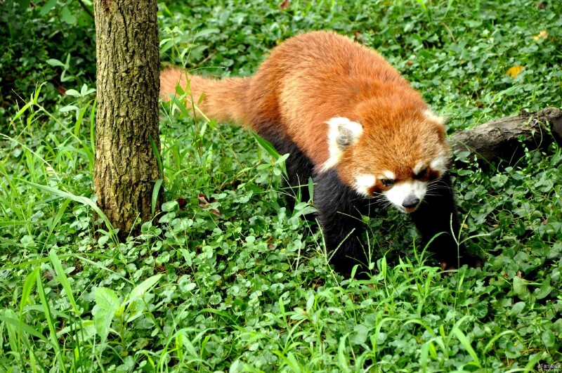 与大熊猫儿零距离接触