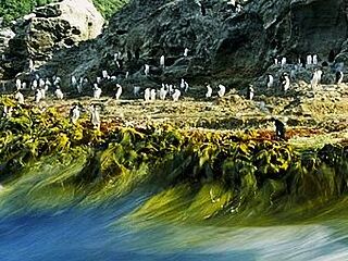 袋鼠岛