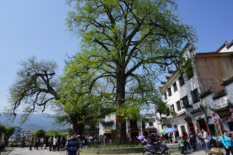 妹子们宏村-西递自驾游——附大量美照