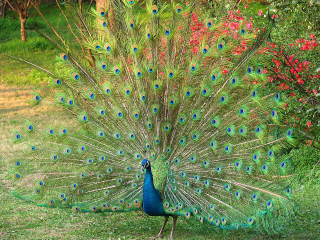 嘉峪关中华孔雀苑景区