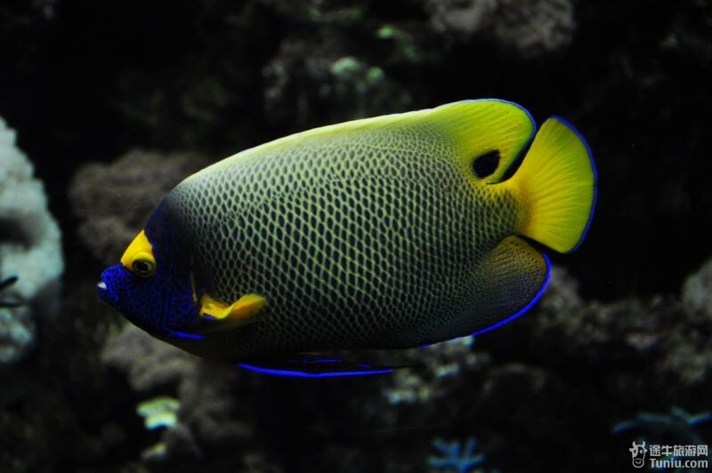 很美的火焰珊瑚,可惜隔着玻璃拍不清楚这些鱼是竖着走的=