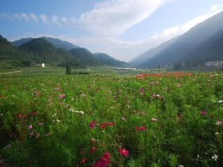 大木花谷