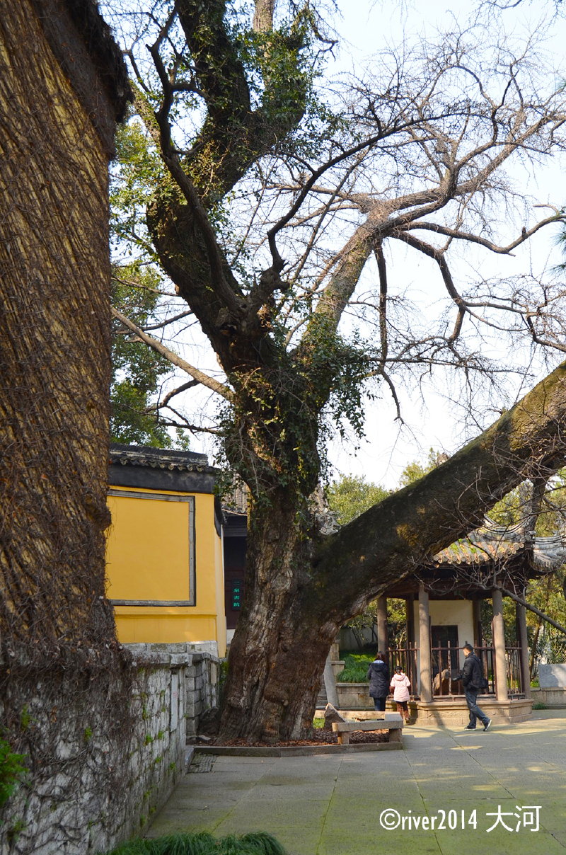 惠山寺山门前的这一棵银杏树种植于明朝
