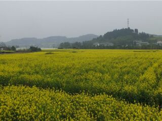潼南油菜花景区