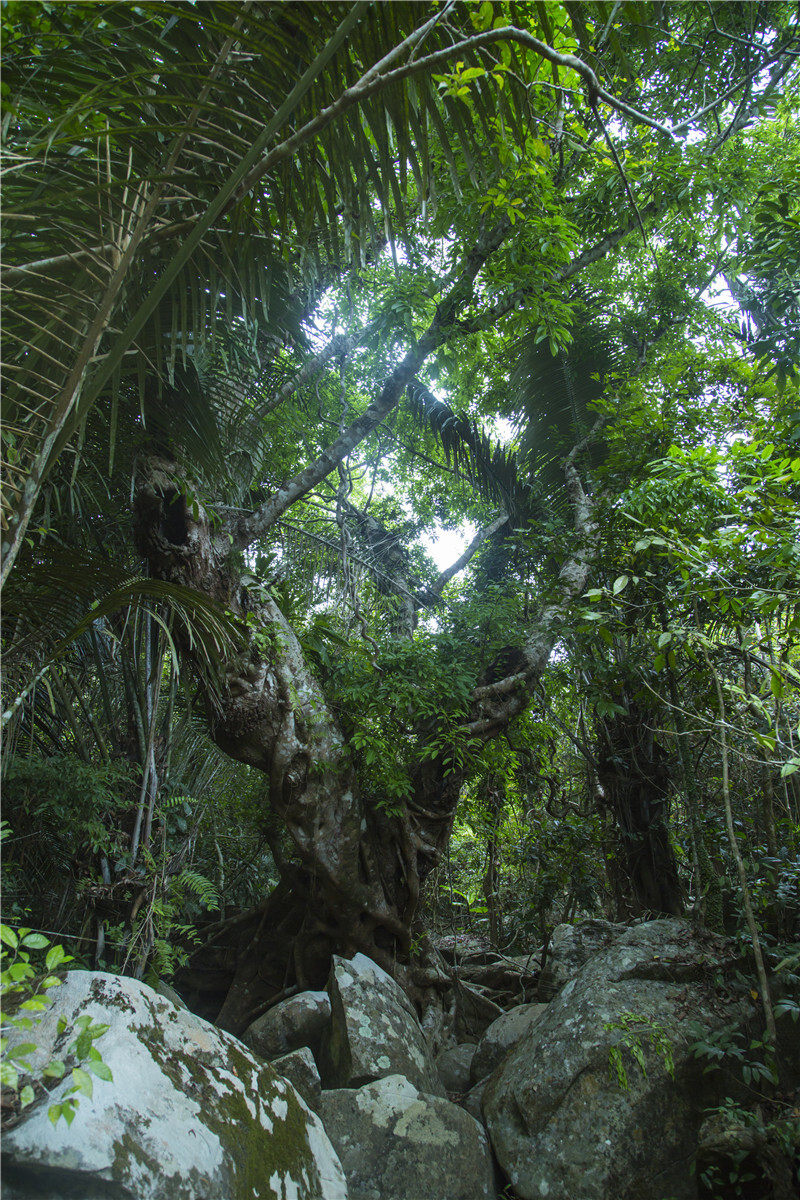 快来围观热带雨林的奇葩_呀诺达雨林游记_途牛
