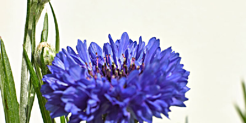 分享到推荐理由373人推荐矢车菊是马耳他的国花.