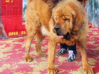 西藏成功藏獒繁育基地