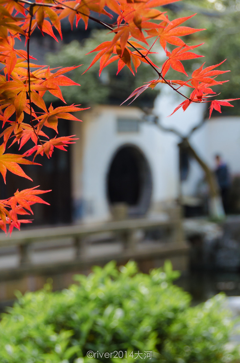 蘇州的這種紅葉挺多的,幾乎每個園子裡都種