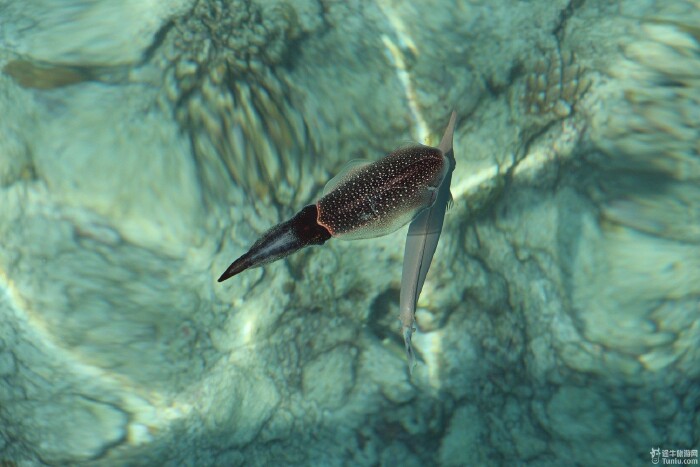 虽然距离马累机场有点远,内陆飞机1个小时,游艇45分钟,但是在内飞的