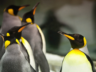 大连圣亚海洋世界