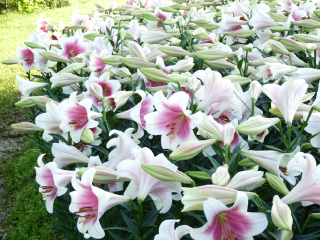 成都石象湖景区