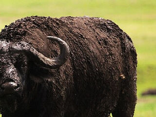 克鲁格国家公园