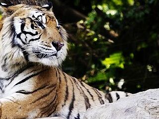 香江野生动物世界