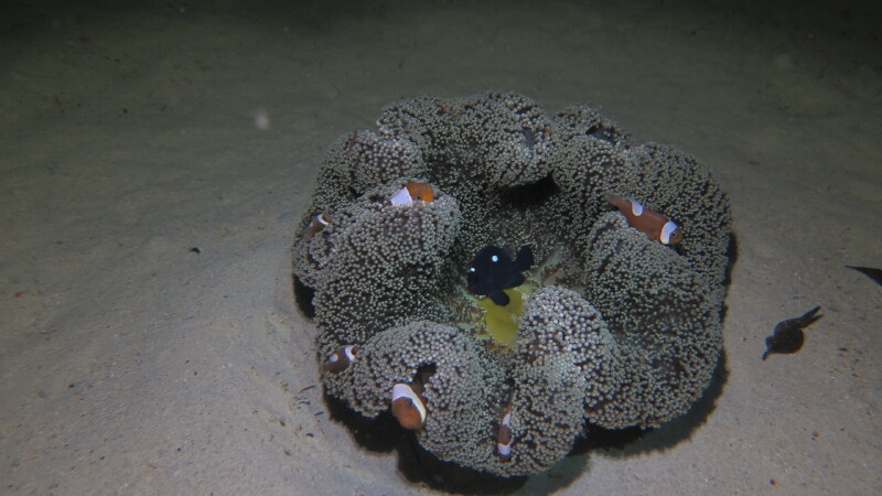    不知是扁虫还是海兔