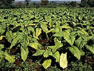 罗密欧与朱丽叶雪茄厂