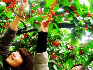 天目湖南山竹海