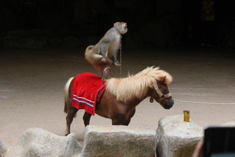 猴子骑在马背上,真是技艺高超啊,聪明的猴子再次展现了他的聪明绝顶