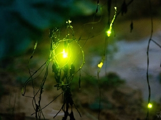 广州南湖萤火虫花园