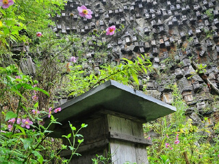 官门山中华蜜蜂园