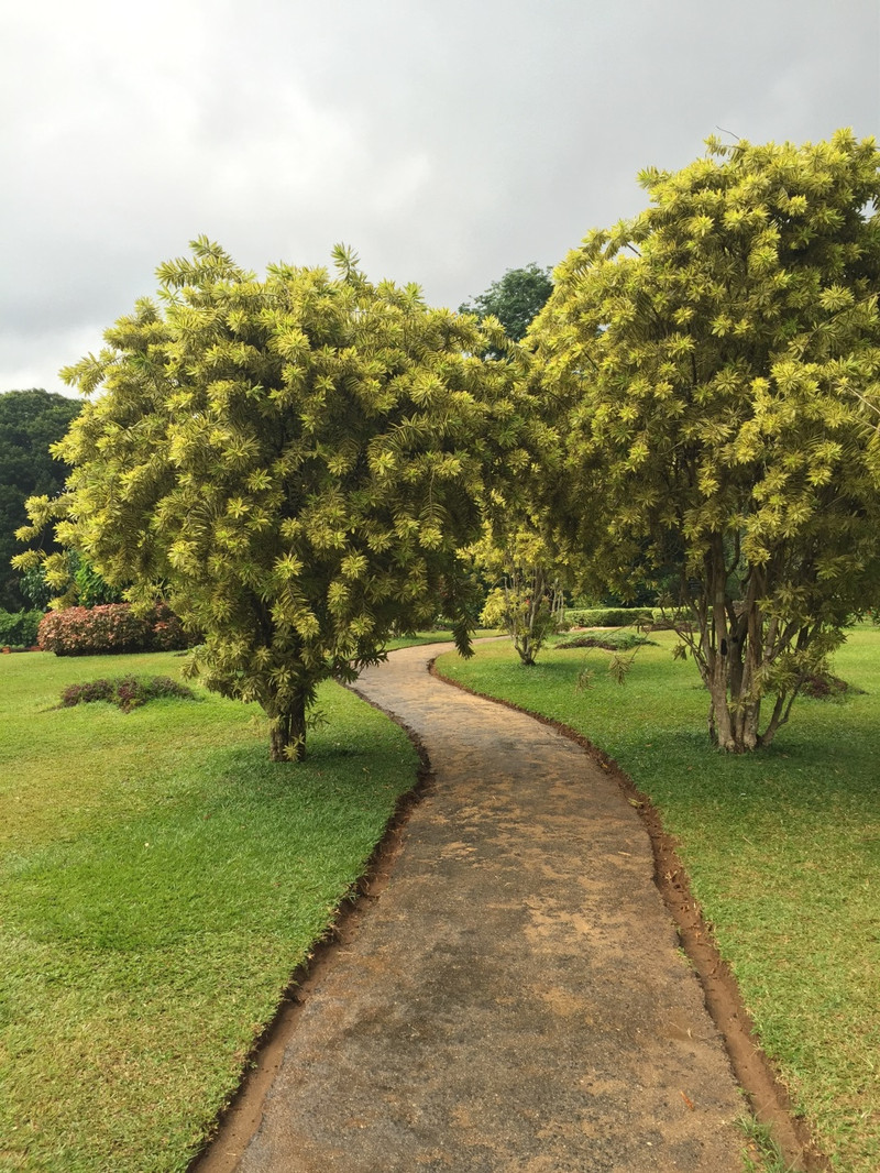 (雨后小径)