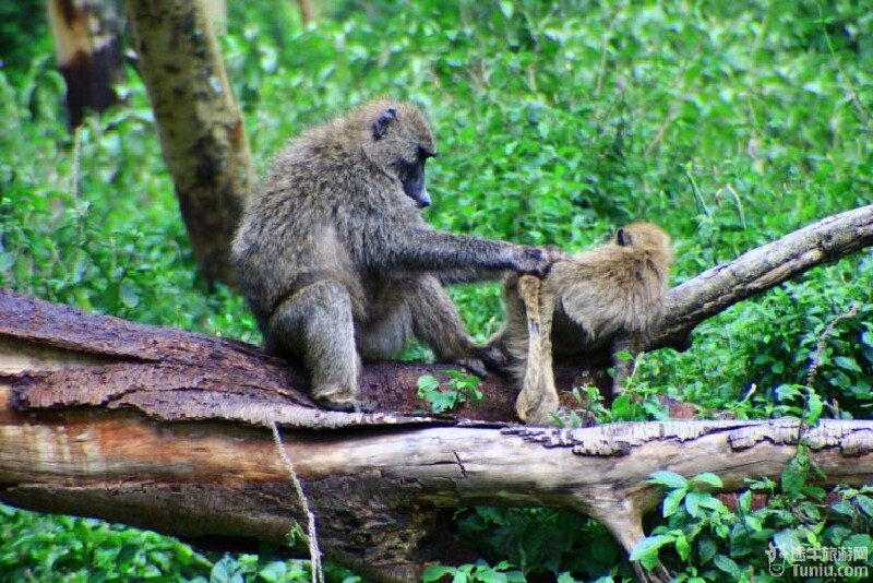      一群小狒狒.