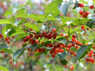 天目湖南山竹海