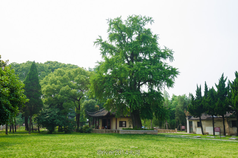 保圣寺旁边是一片绿地,这里有三株古银杏树